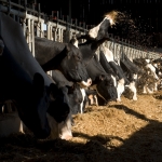 L alimentation des vaches laitièrs